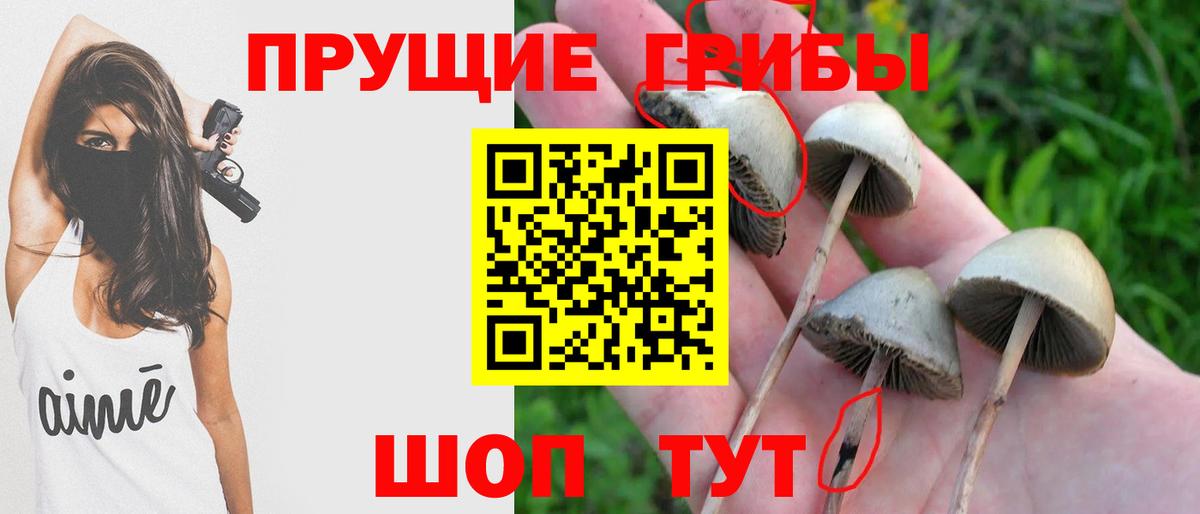 Галлюциногенные грибы Psilocybine cubensis  Вход с VPN  Людиново  Псилоцибиновые грибы Psilocybe 